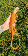 Load image into Gallery viewer, Juvenile Orange Sunbust Zero Green Iguana