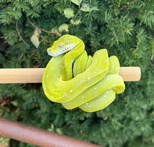 Adult Manokwari/Sorong Green Tree Python (Male)