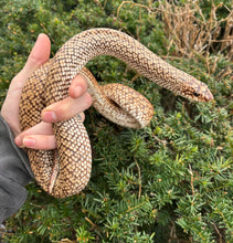 Load image into Gallery viewer, Adult Madagascar Speckled Hognose Snake (Male)