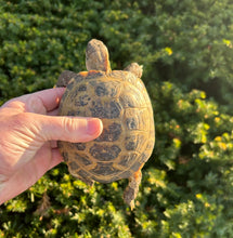 Load image into Gallery viewer, Adult Russian Tortoise (Male)