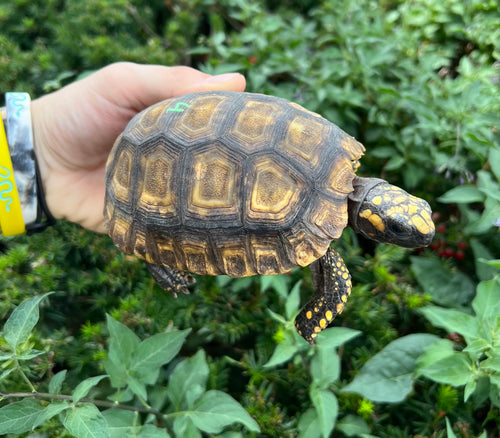 4” Yellow-Foot Tortoise (4)