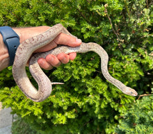Load image into Gallery viewer, Sub-Adult White-Sided het Albino Bullsnake (Male)