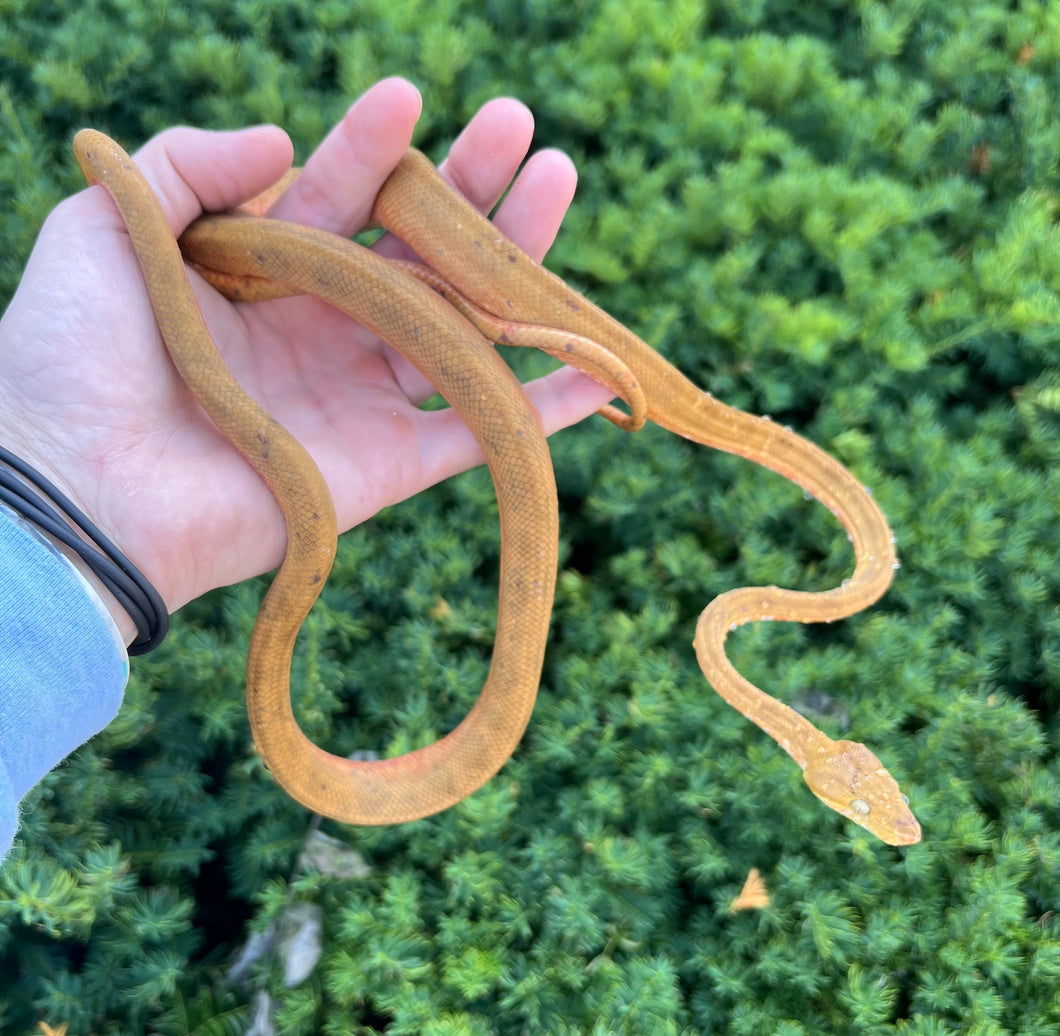 ‘Colored’ Amazon Tree Boa (Male)