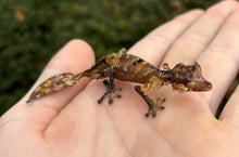Load image into Gallery viewer, Satanic Leaf-Tailed Gecko (Male 2)