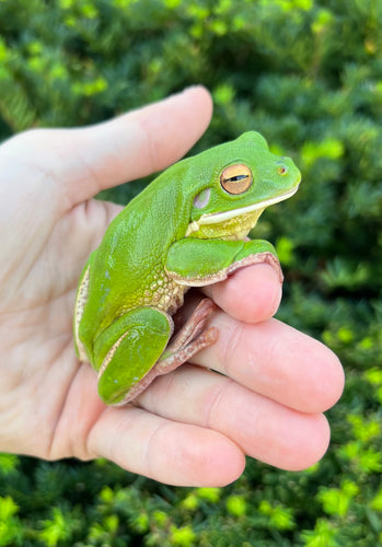 Adult White Lipped Tree Frog