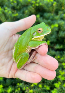 Adult White Lipped Tree Frog