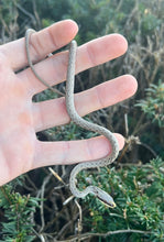 Load image into Gallery viewer, Baby Rhino Ratsnake (Male)