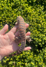 Load image into Gallery viewer, Baby Red Tegu