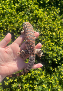 Baby Red Tegu