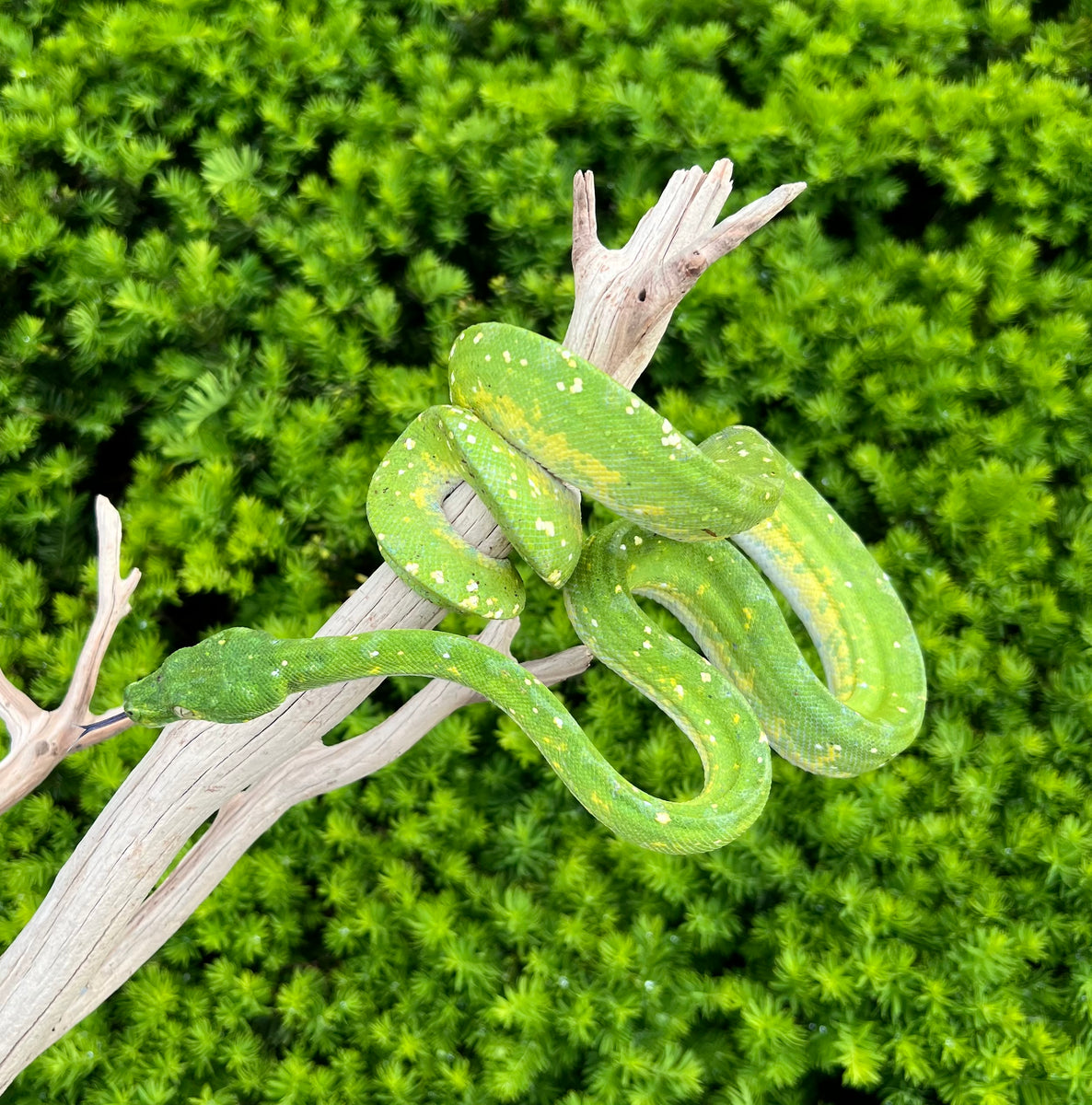 Adult Biak Green Tree Python (Male 1) – Scales and Tails of Ohio