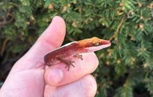 Load image into Gallery viewer, Adult Cat Eyed Gecko (Male 1)