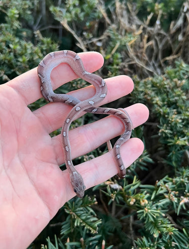Baby Pastel Corn Snake