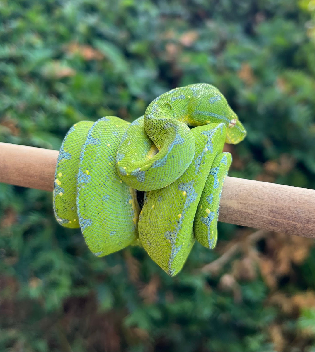 Juvenile Sorong Green Tree Python (Female) – Scales and Tails of Ohio