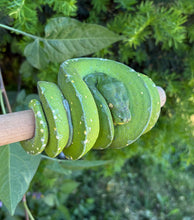 Load image into Gallery viewer, Adult Jayapura Green Tree Python (Male)