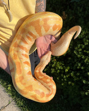Load image into Gallery viewer, Adult T- Albino Blood Python (Female)
