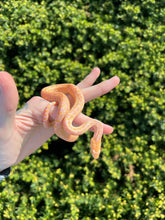 Load image into Gallery viewer, Baby Albino San Diego Gopher Snake (Female)