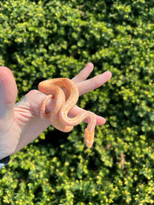 Baby Albino San Diego Gopher Snake (Female)