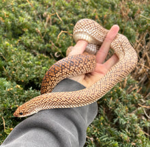Load image into Gallery viewer, Adult Madagascar Speckled Hognose Snake (Male)