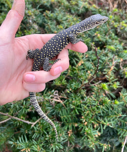 Baby Mangrove Monitor