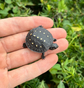 Baby Spotted Turtle (5)