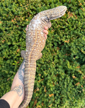 Load image into Gallery viewer, Adult Savannah Monitor