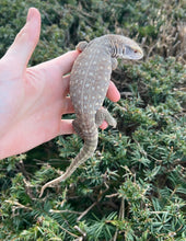 Load image into Gallery viewer, Small Savannah Monitor