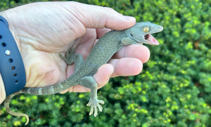 Adult ‘Patternless’ Tokay Gecko (Female 2)