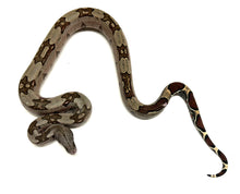 Load image into Gallery viewer, Juvenile Guyana Boa (Male 1)