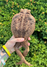 Load image into Gallery viewer, XXL Cane Toad