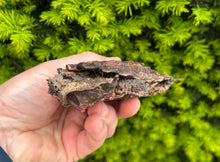 Load image into Gallery viewer, 4” Mata Mata Turtle (1)