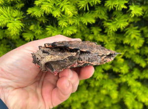 4” Mata Mata Turtle (1)