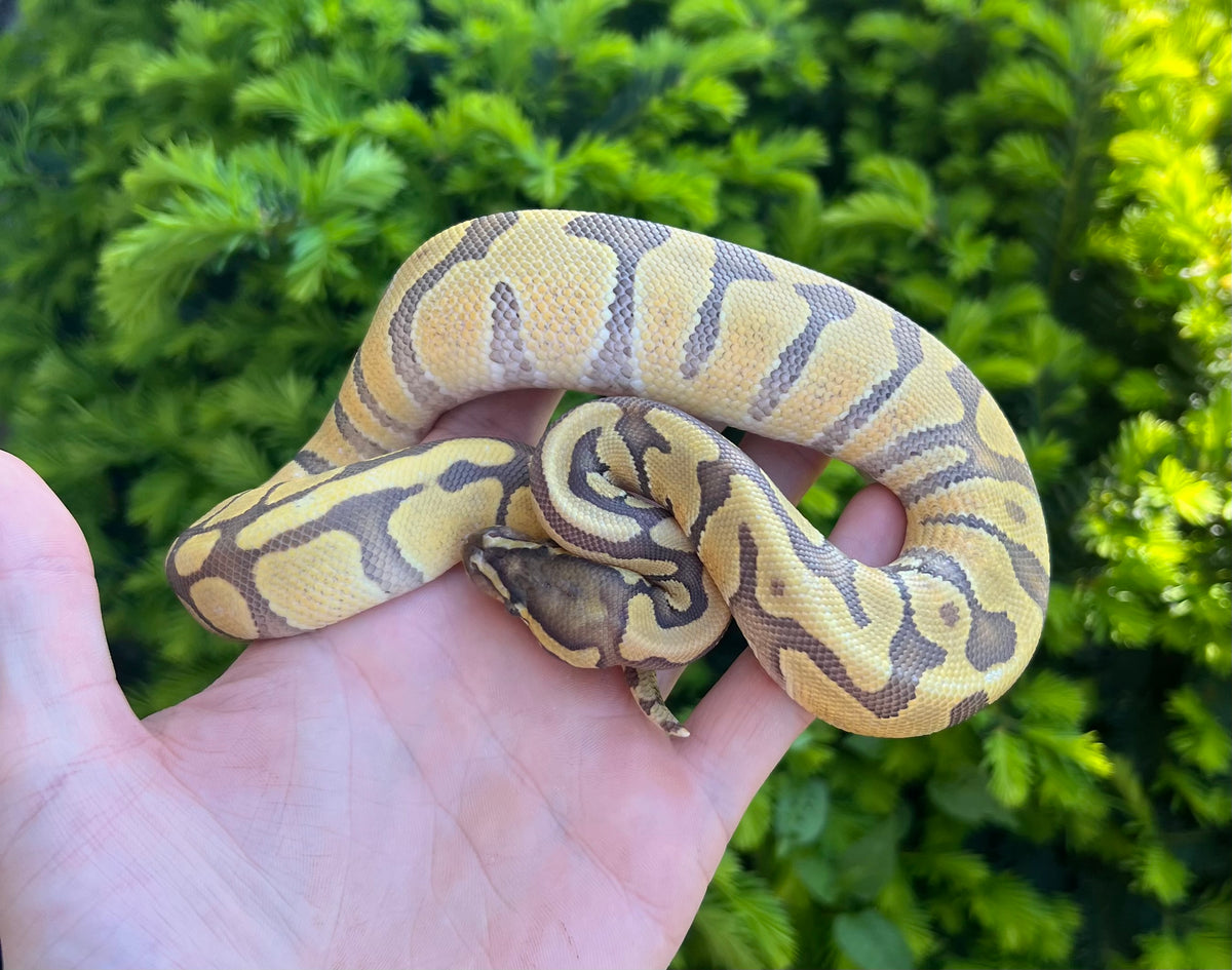 Orange Bull Python Baby Orange Dream Ball Python (Male) – Scales and Tails of Ohio