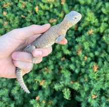 Load image into Gallery viewer, Baby Egyptian Uromastyx (4)