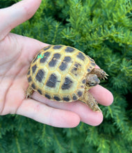 Load image into Gallery viewer, Baby Russian Tortoise (3)