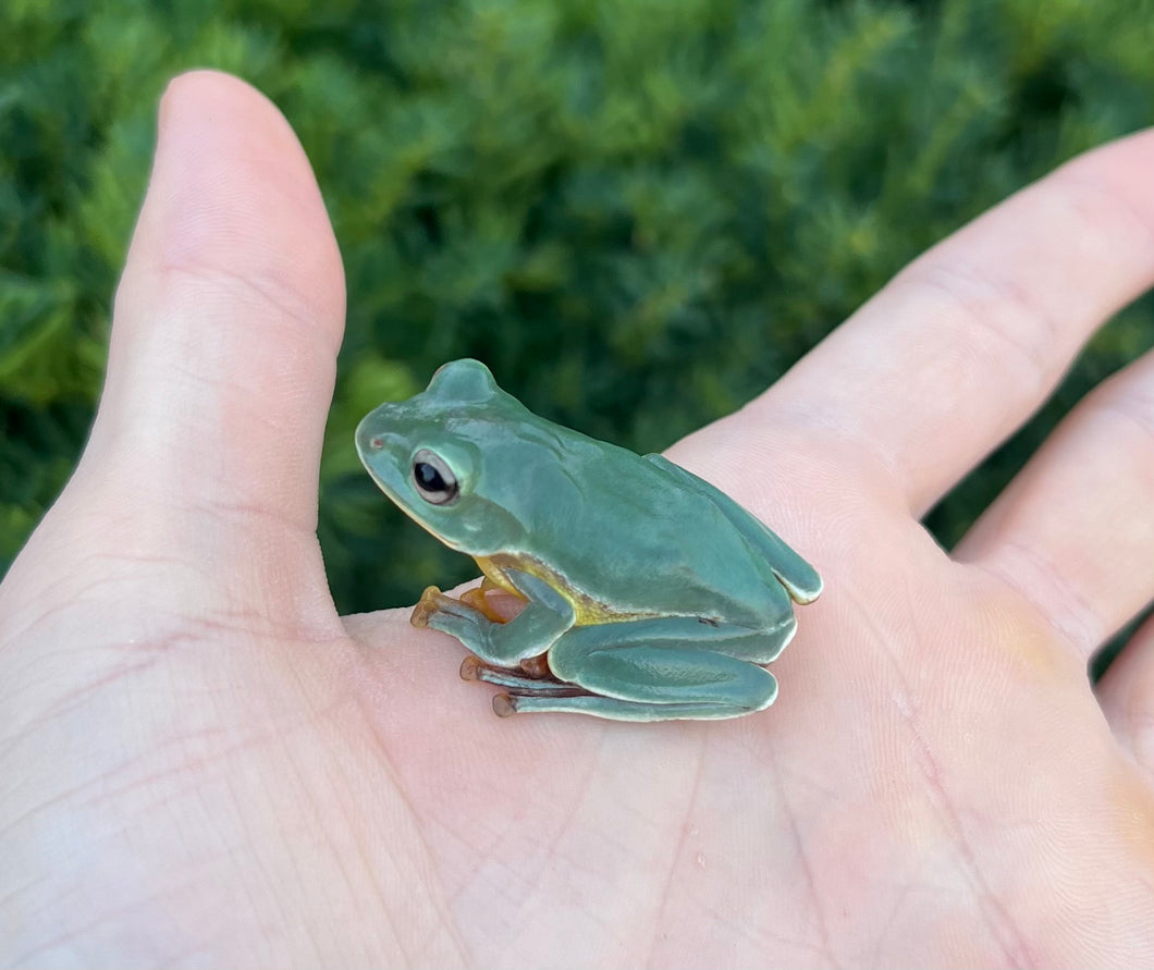 Giant Blue Glyding Frog