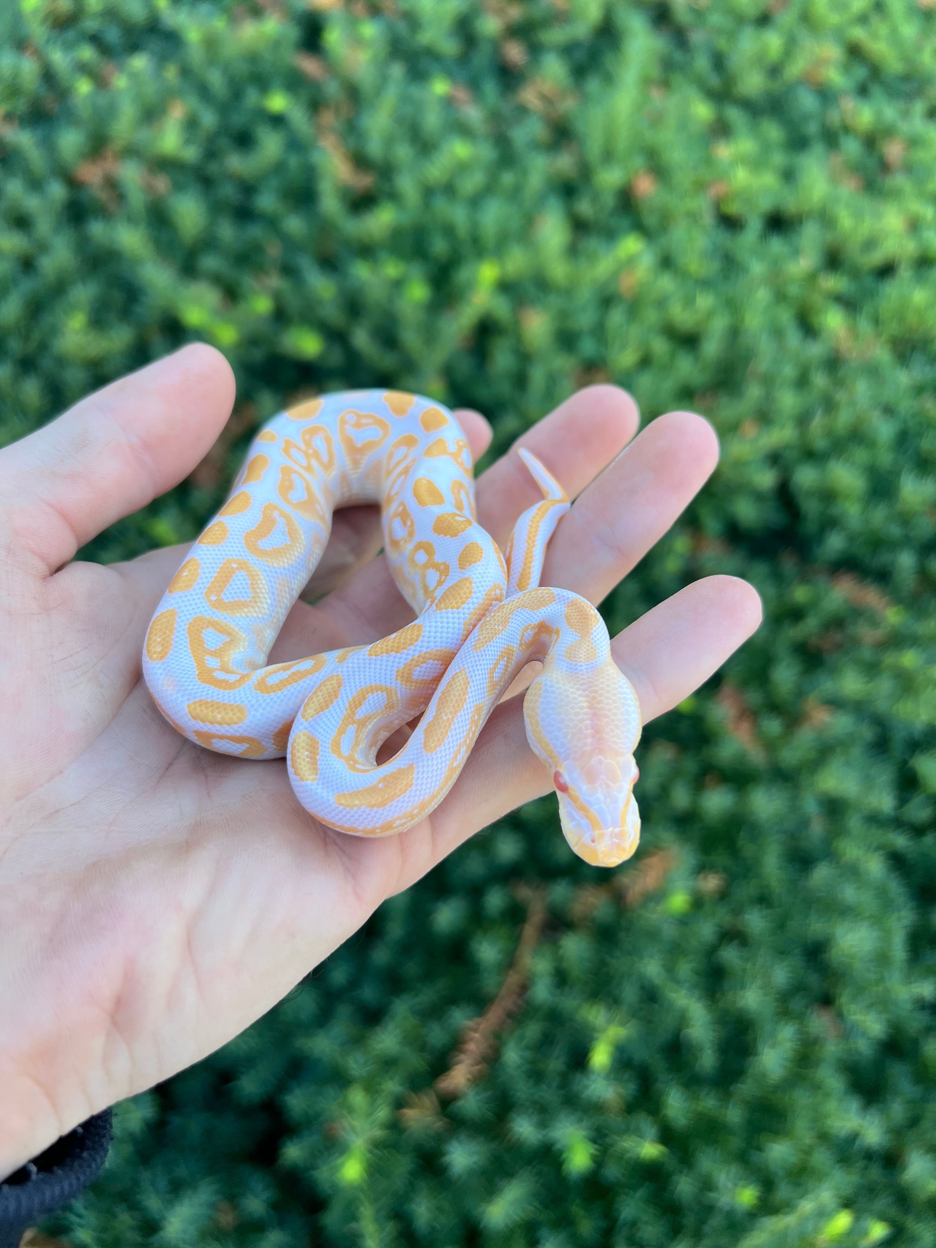 Banana Ball Python Albino