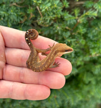 Load image into Gallery viewer, Adult Malaysian Cat Eyed Gecko (Female 2)