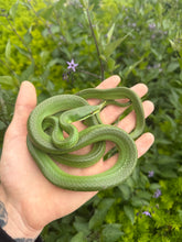 Load image into Gallery viewer, Juvenile Rhino Ratsnake