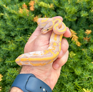 Baby Banana Pied Ball Python (Female)