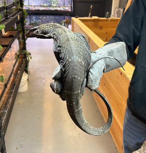 Adult Black Roughneck Monitor (2)