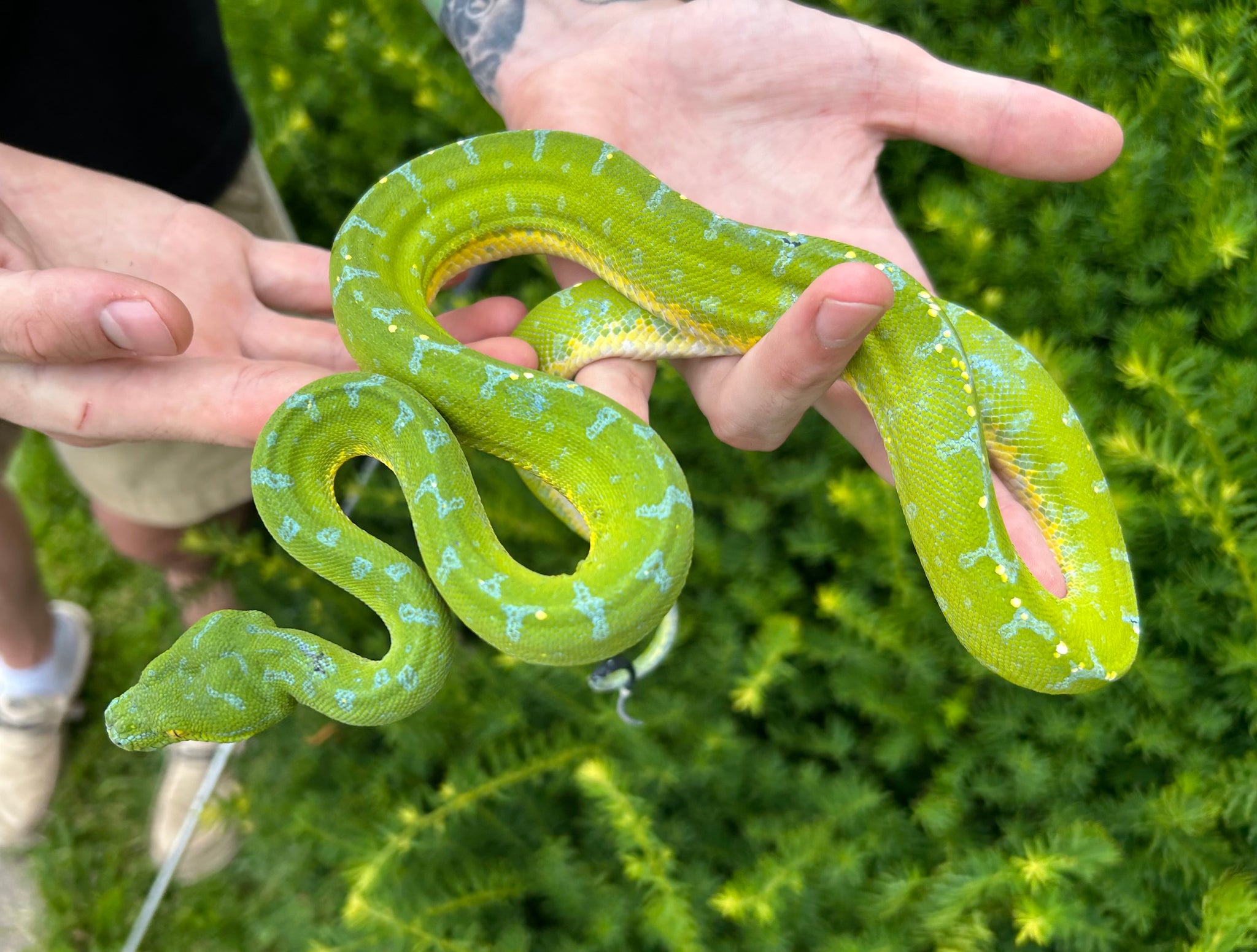 Adult Sorong Green Tree Python (Male 2) – Scales and Tails of Ohio