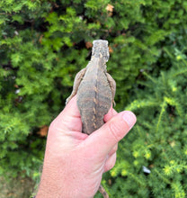 Load image into Gallery viewer, Baby Lewisi Rock Iguana (1)