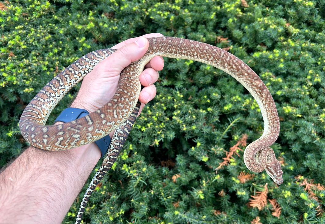 Sub-Adult Stonewashed Bredl’s Python (Male) – Scales and Tails of Ohio
