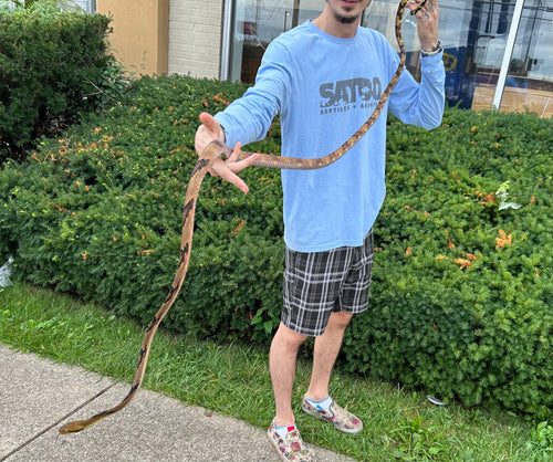 Adult Malaysian Dog-Toothed Cat Snake (Male 3)