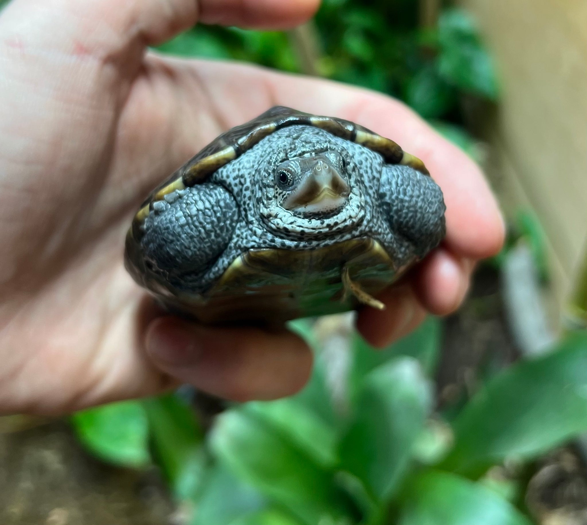 Yearling Diamonback Terrapin – Scales and Tails of Ohio