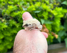 Load image into Gallery viewer, Nigerian Big-Eyed Tree Frog