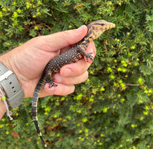 Load image into Gallery viewer, Baby Sulawesi Water Monitor (1)