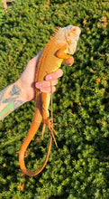 Load image into Gallery viewer, Juvenile Orange Sunbust Zero Green Iguana