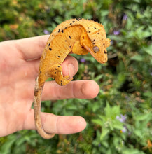 Load image into Gallery viewer, Adult Harlequin Dalmatian Crested Gecko (Female)