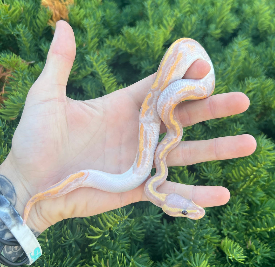 Baby Banana Pied Ball Python (Male 1)